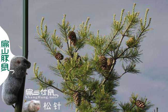 仙居縣竹鼠種苗批發價格