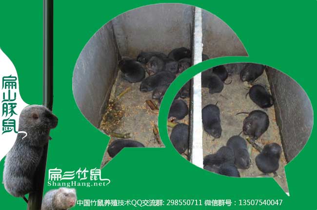 廣東珠海大中的竹鼠養殖基地
