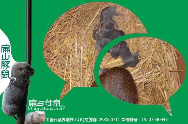 竹鼠養殖微信交流