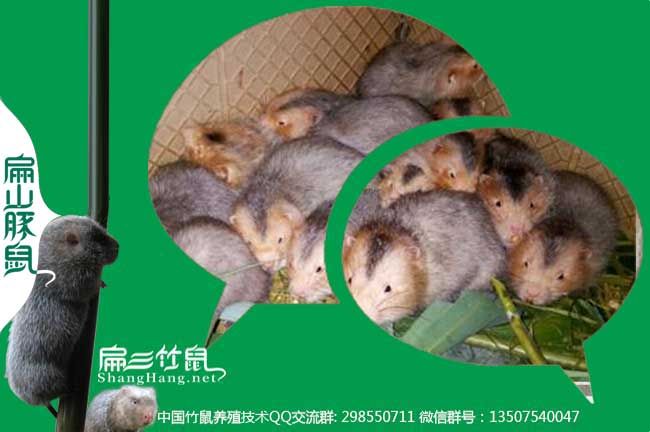 貴州紅頰竹鼠聯系方式