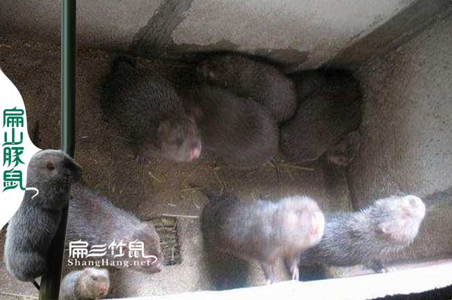 云南竹鼠轉讓