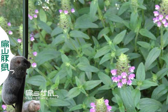廈門蜜蜂養殖技術