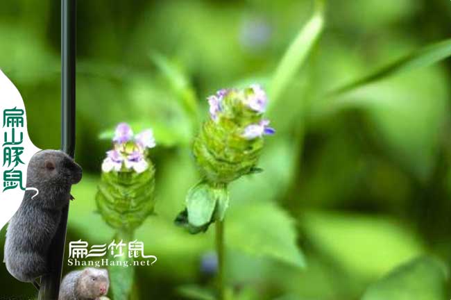 鳳慶竹鼠養殖基地