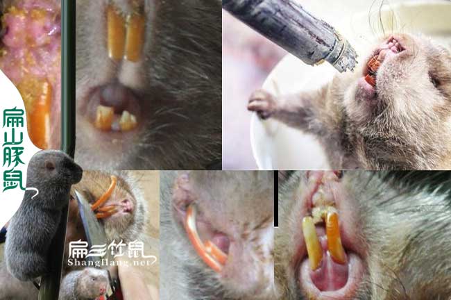 竹鼠黑牙處理方法