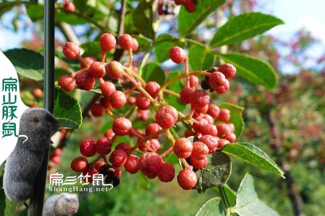 龍勝竹鼠種苗批發