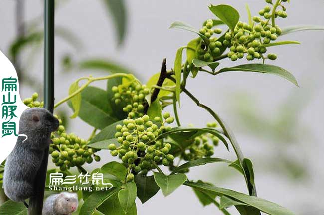 銀星c紅頰竹鼠養殖中草藥