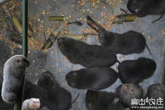 廣西竹鼠養殖場