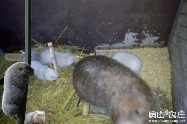 仙游白毛竹鼠養殖