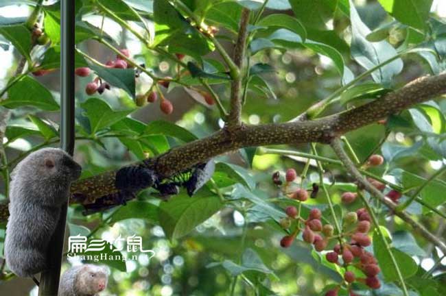 漳平蜜蜂養殖技術