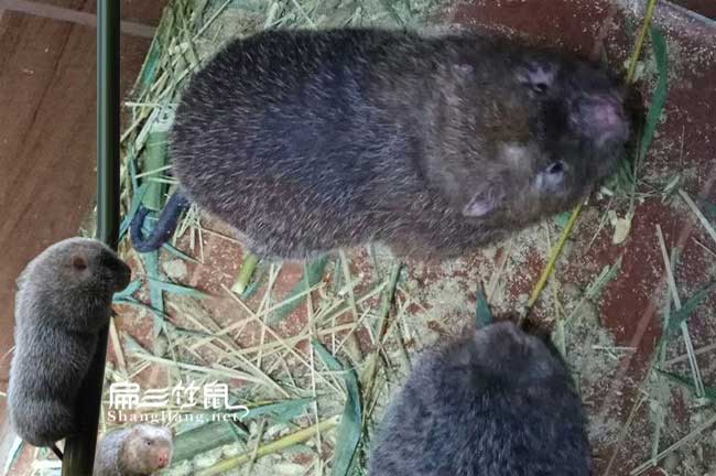 廣西中華竹鼠種苗批發