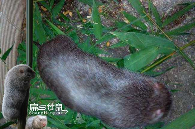 上海中華竹鼠養殖基地