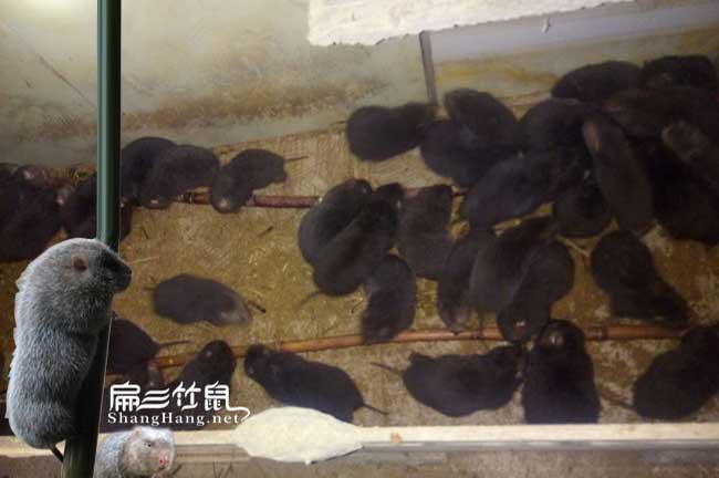 竹鼠養殖學習