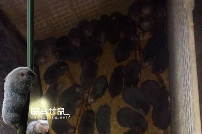 竹鼠養殖培訓