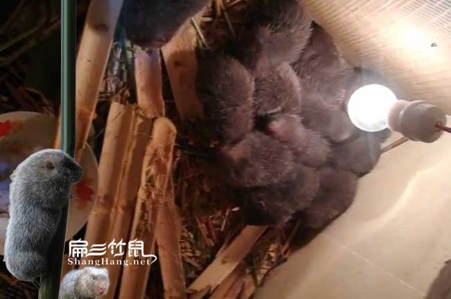 竹鼠舍降溫稻草方法