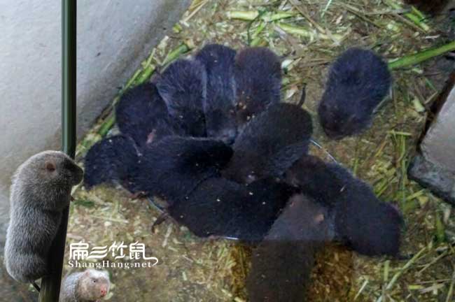 海南三亞竹鼠種苗養殖場 2024竹鼠養殖基地 價格480元/對