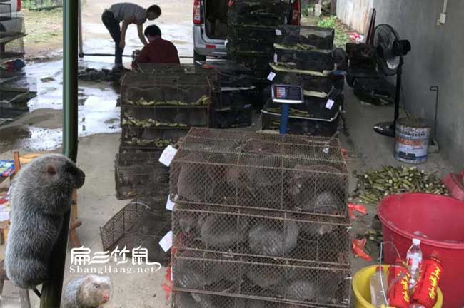 2024年廣西銷路 竹鼠養殖基地政策技術前景價格市場分析