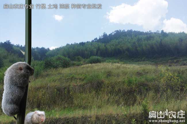 紹興竹鼠批發