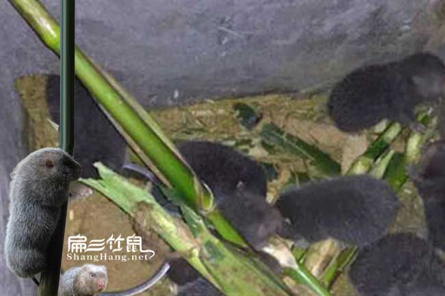 懷化竹鼠養殖合作社