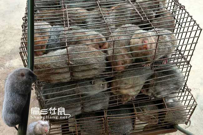廣東商品竹鼠市場