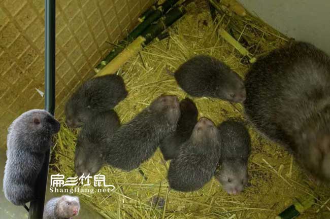 陜西竹鼠養殖基地 賣種苗1斤左右 竹鼠寄生蟲疾病的治療方法