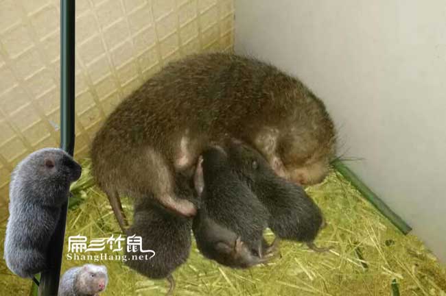 竹鼠的飼養管理