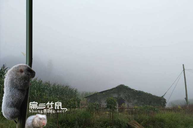 比利時兔、花兔月月兔竹鼠胃腸炎防治措施