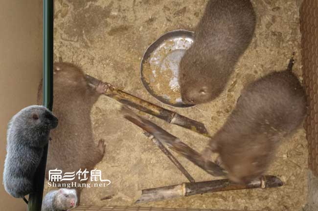 竹鼠養殖技術