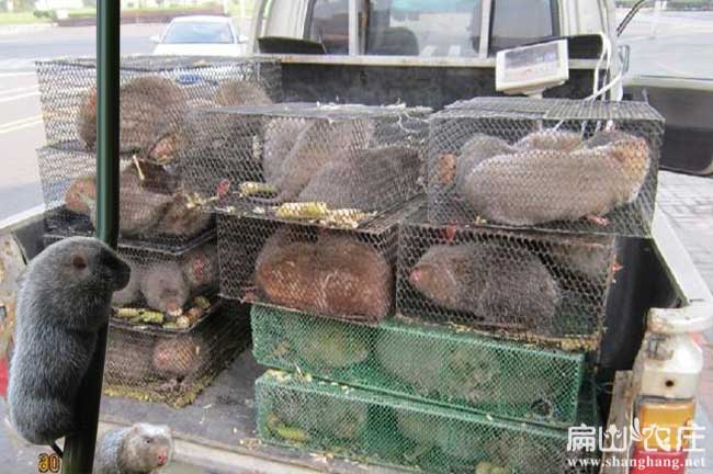 湖北大型竹鼠養殖基地 湖北中華竹鼠種苗批發 370元/對價格