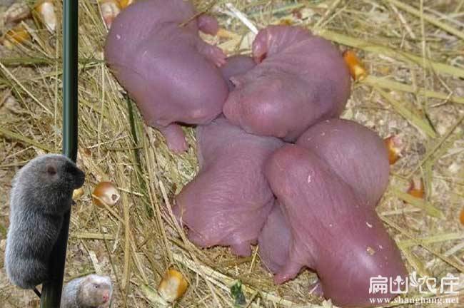 竹鼠種苗 陜西養殖基地批發 竹鼠種苗價格 多少錢一斤/對/組