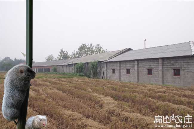 竹鼠養殖前景
