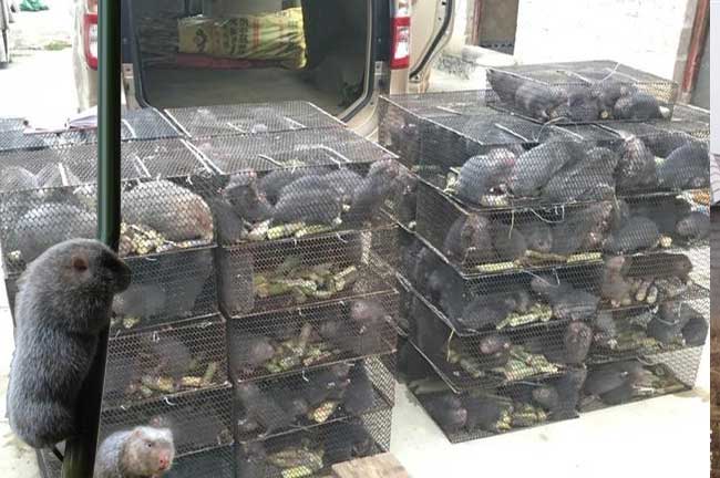 渭南竹鼠批發