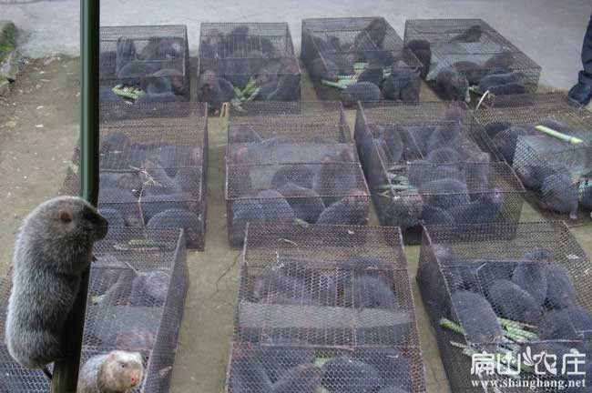 批發竹鼠 四川竹鼠種苗場 冰凍商品鼠養殖基地 巴中386元