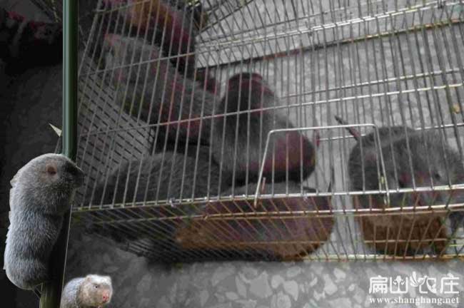 陜西竹鼠種苗批發