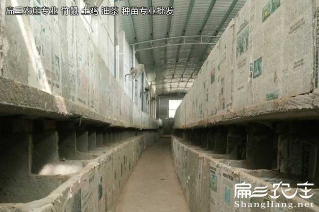 廣東雙層竹鼠養殖池