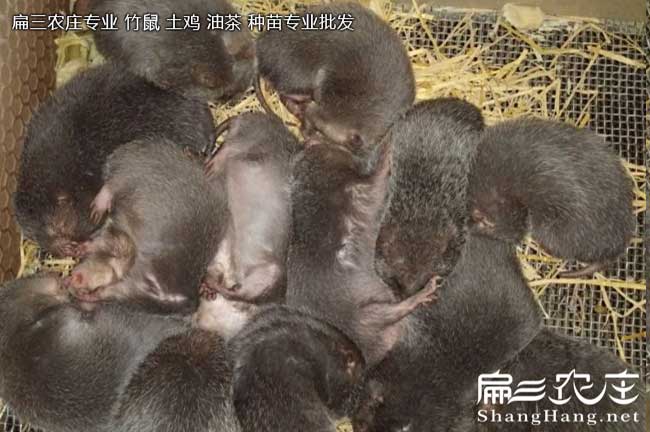 源雙竹鼠養殖合作社