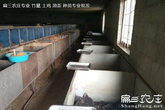 竹鼠為什么會產生胃腸炎