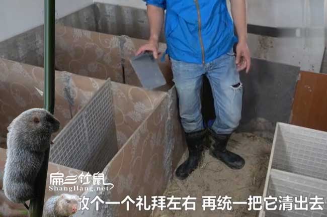 萬州竹鼠養殖基地