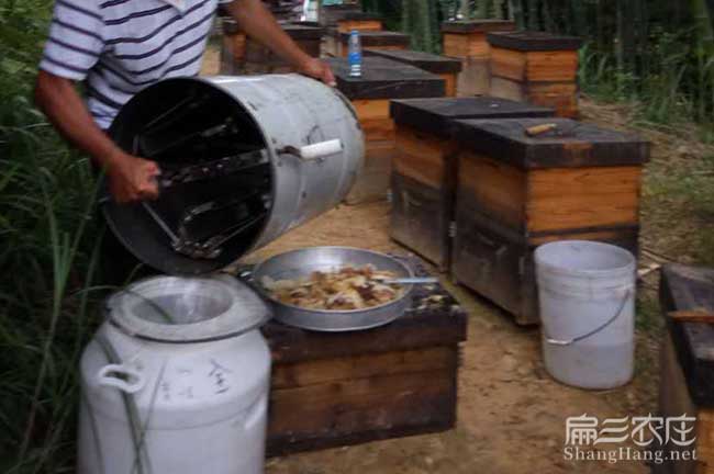 龍巖蜜蜂養殖技術培訓
