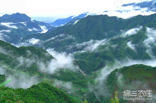 張家界蜂蜜批發 張家界蜂蜜批發