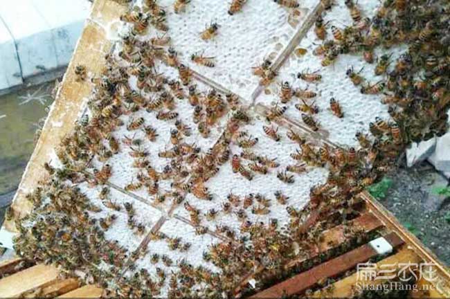 咸陽蜜蜂養殖技術