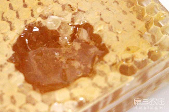 金華中蜂養殖技術