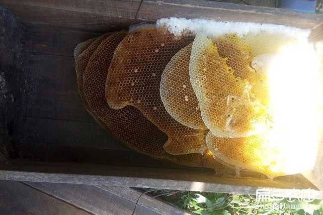 迪慶蜂蜜批發