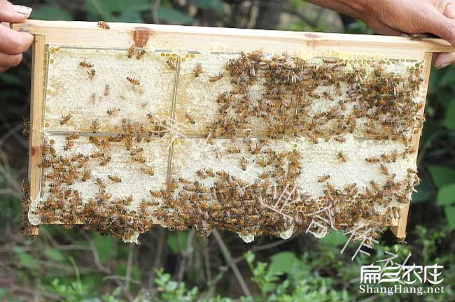 大理蜜蜂養殖技
