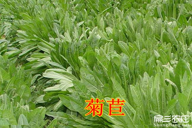 菊苣草種子批發