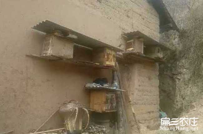 潮州蜜蜂養殖技術培訓
