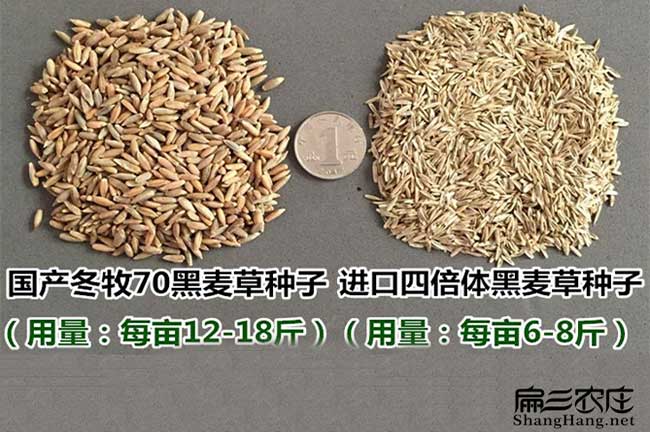 牧草種子批發基地