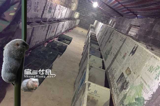 立體水泥竹鼠養殖舍