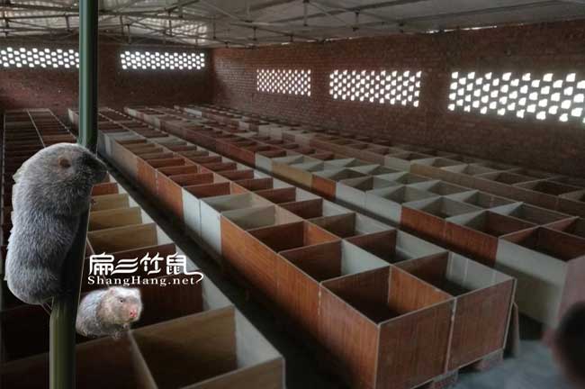 新型竹鼠養殖池建設