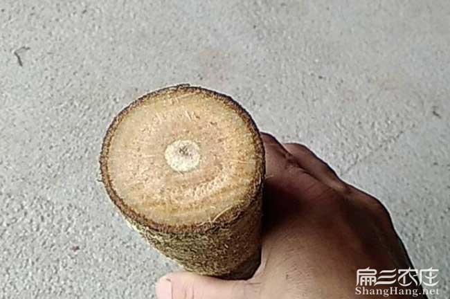 鴨腳木種植