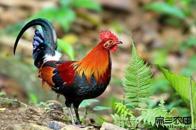 原始土雞批發